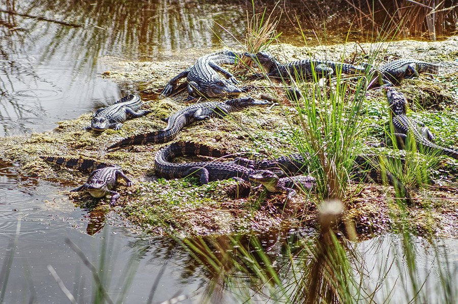 Group of alligators in Florida