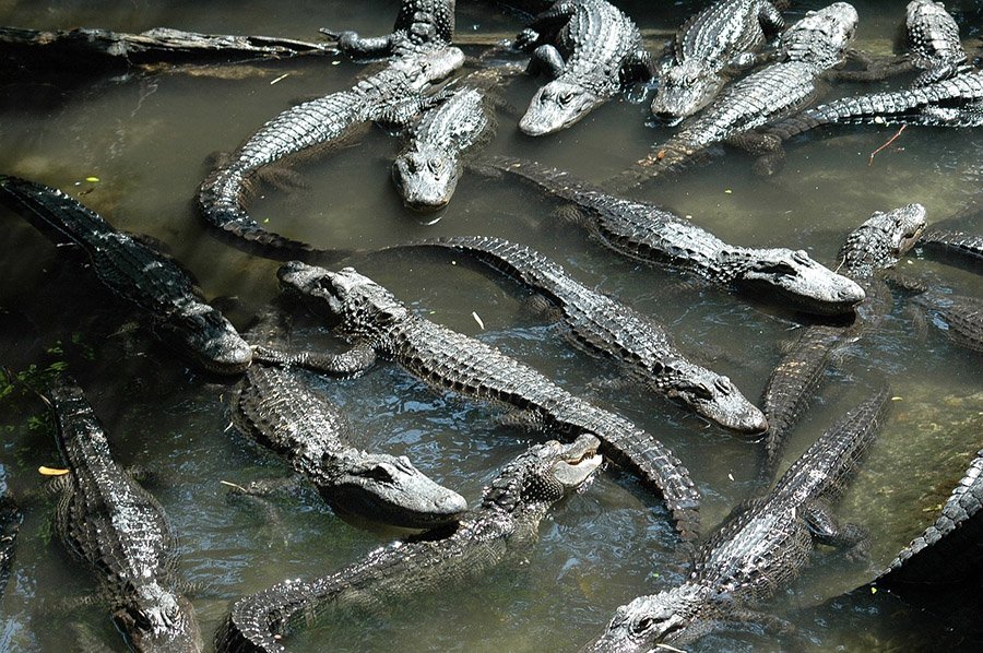 Group of alligators in water