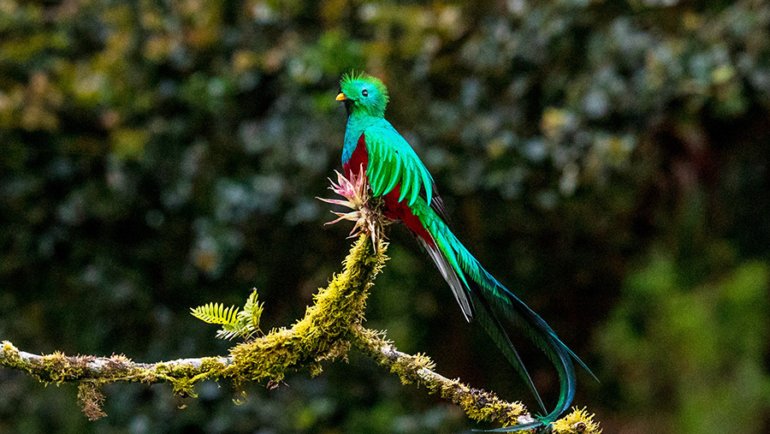 Guatemala Quetzal