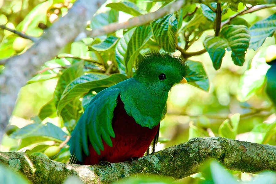 Guatemala Quetzal 