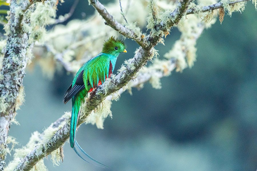 Guatemala Quetzal