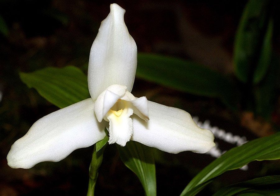 Guatemala White Nun Orchid 