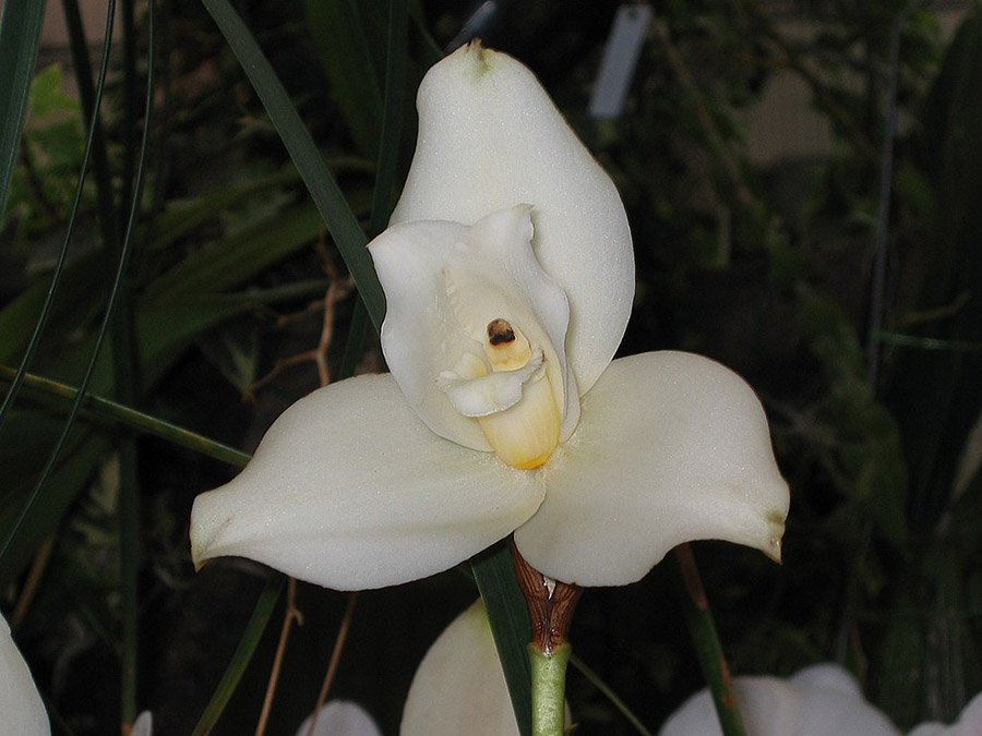 Guatemala White Nun Orchid 