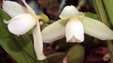 Guatemala White Nun Orchid