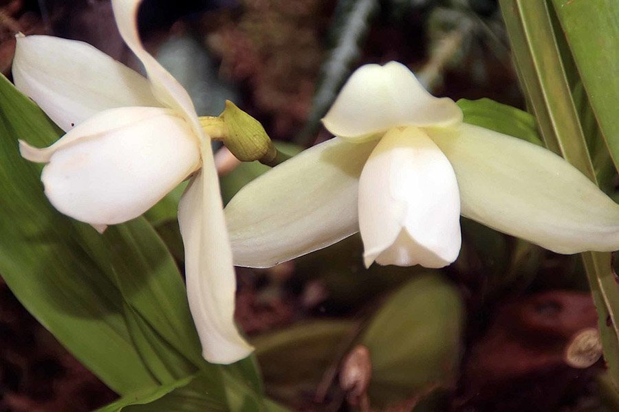 Guatemala White Nun Orchid 