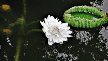 Guyana Giat water lily