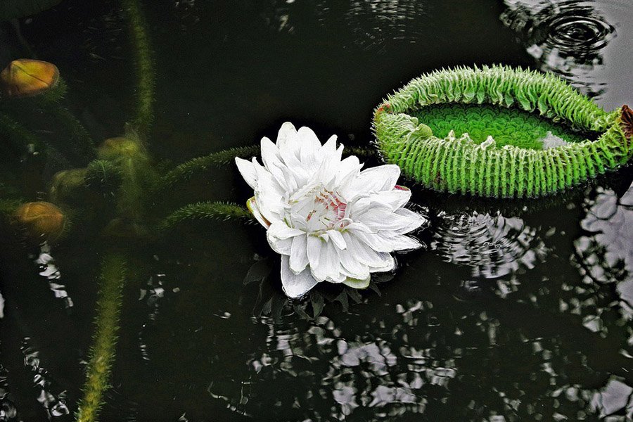 Guyana Giat water lily