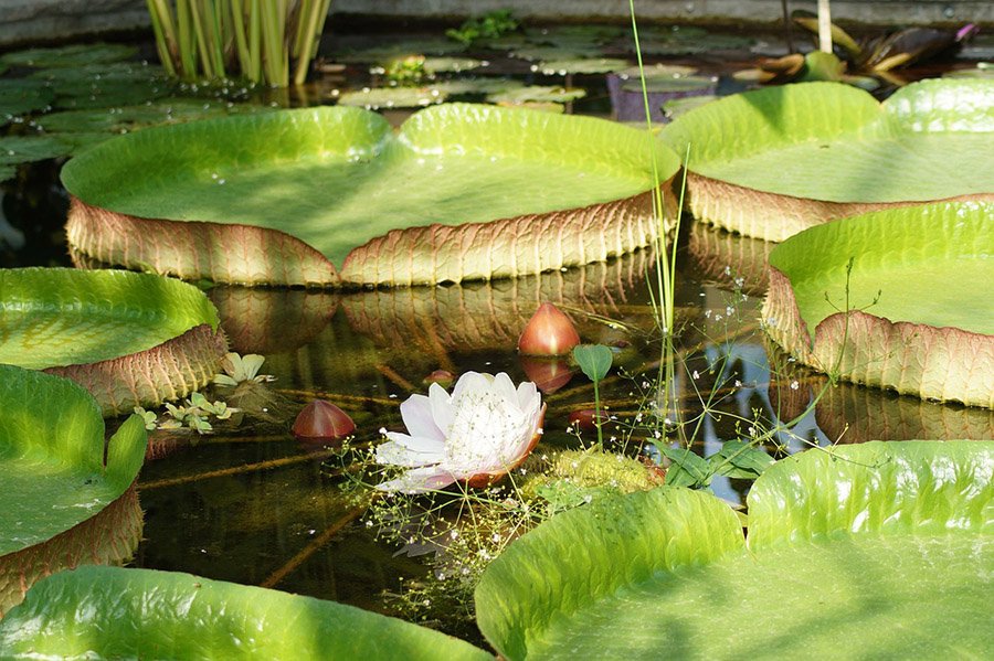 Guyana Giat water lily