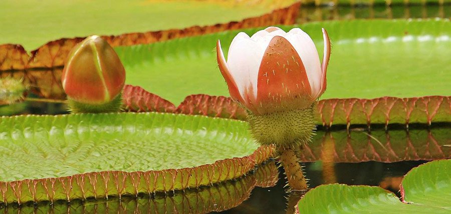 Guyana Giat water lily