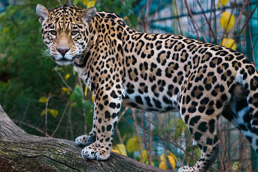 Guyana Jaguar