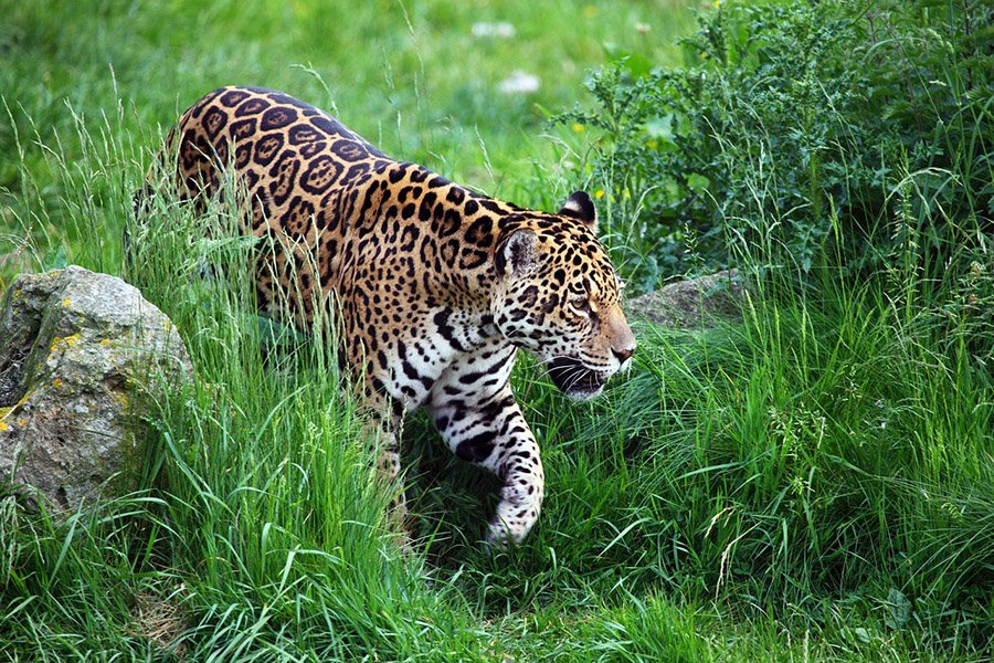 Guyana Jaguar