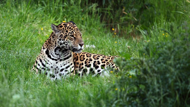 Guyana national animal - Hero