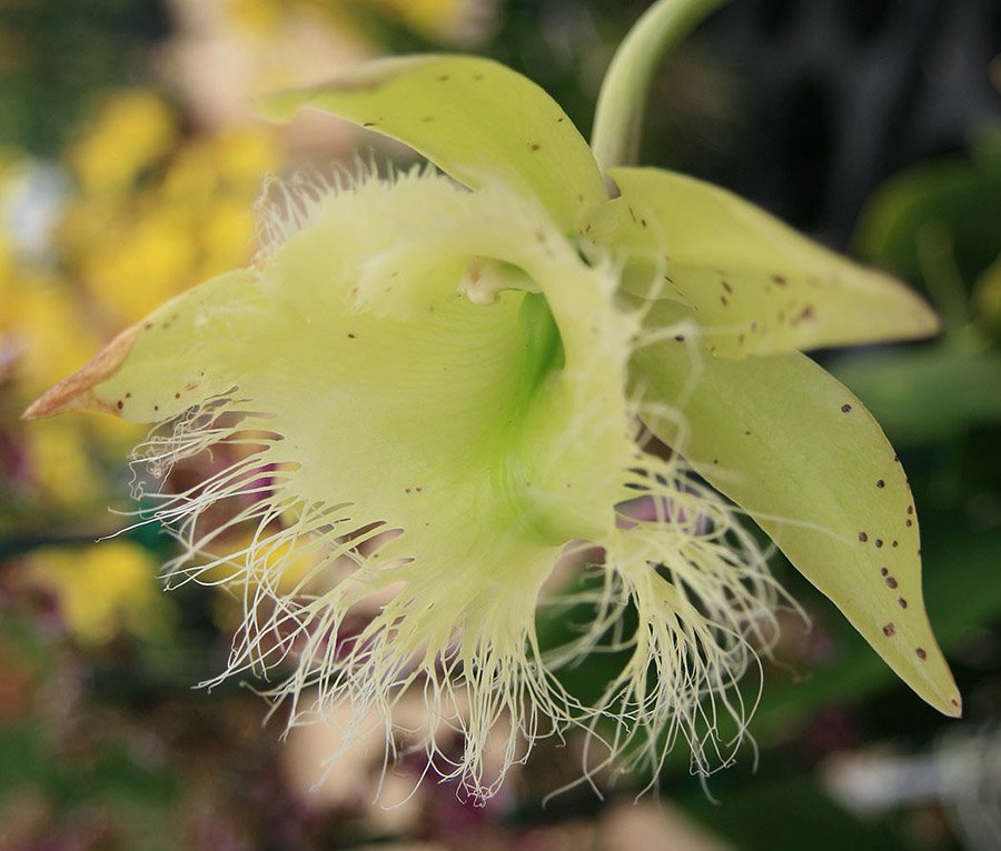 Honduras Rhyncholaelia digbyana