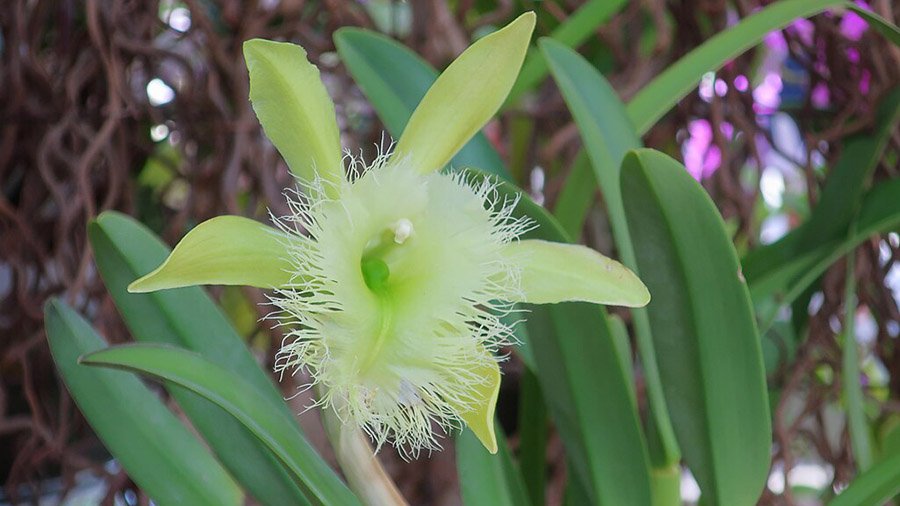 Honduras Rhyncholaelia digbyana