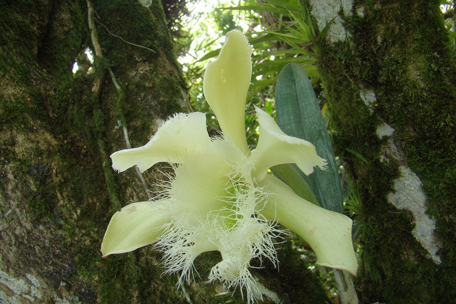 Honduras Rhyncholaelia digbyana