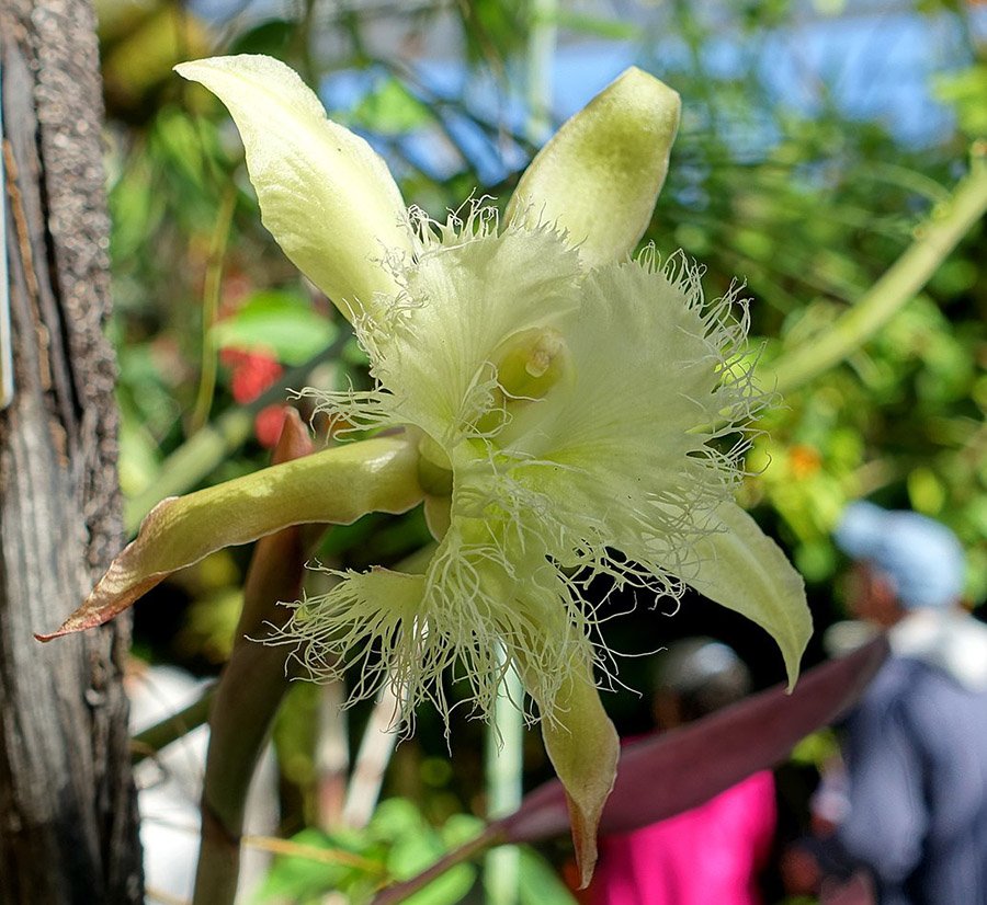 Honduras Rhyncholaelia digbyana 