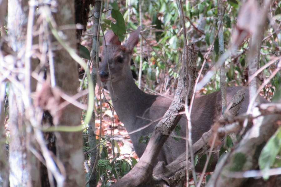 Honduras Yucatan White-tailed Deer 1