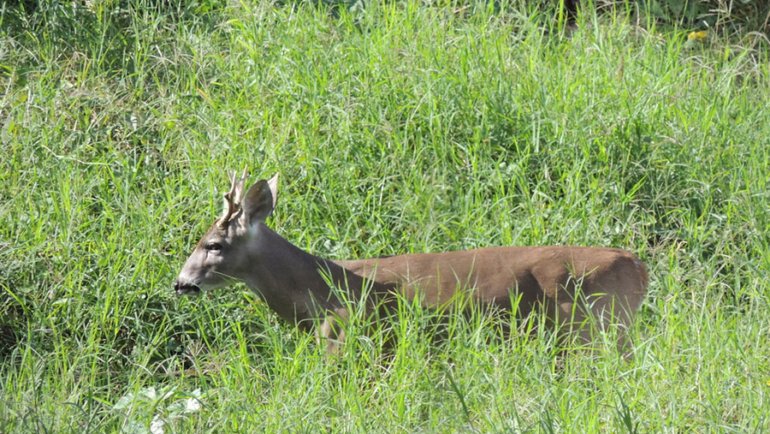 Honduras Yucatan White-tailed Deer 2