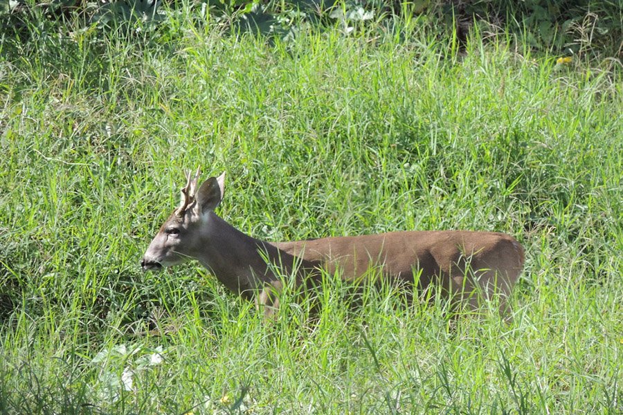 Honduras Yucatan White-tailed Deer 2