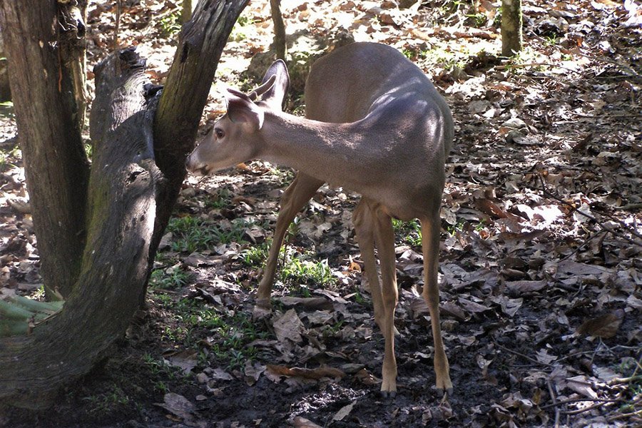 Honduras Yucatan White-tailed Deer