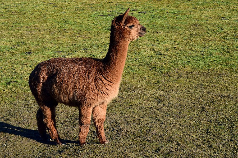 Hoofed Animals - Alpaca