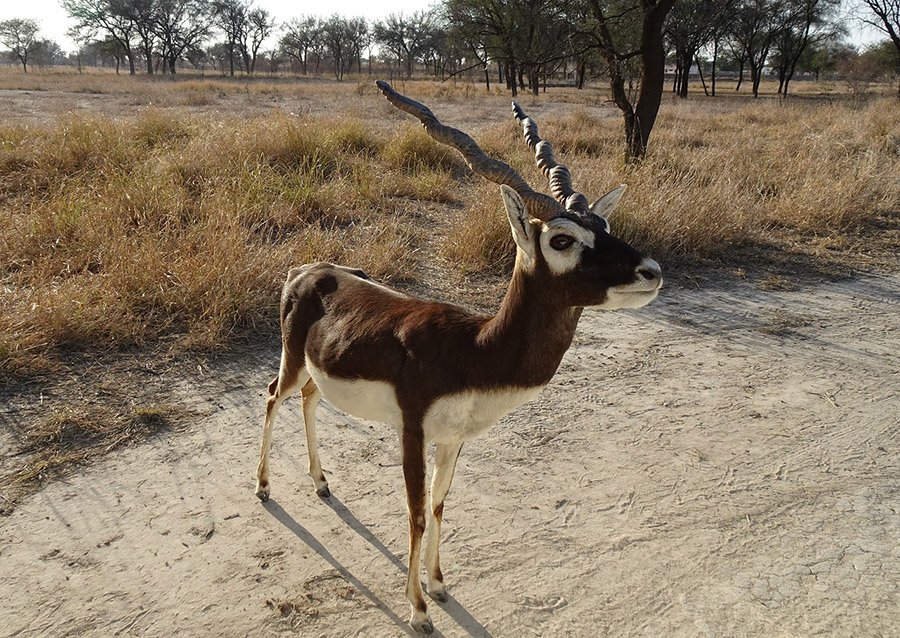 Hoofed Animals - Blackbuck