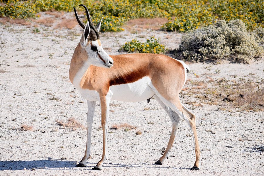 Hoofed Animals - Springbok