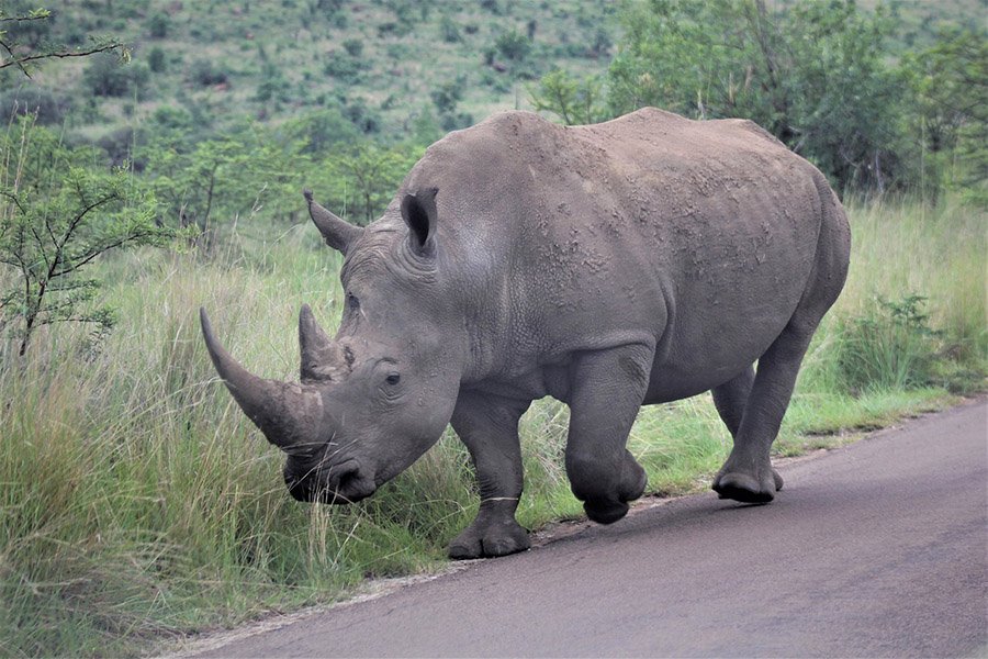 Hoofed Animals - White Rhinoceros