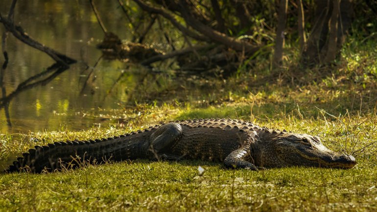 How long can alligators go without eating - Hero