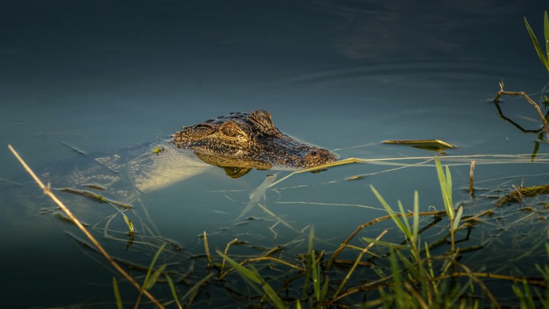 How long can alligators hold their breath - Hero