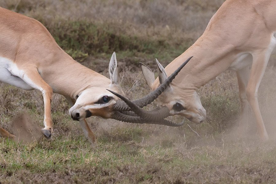 Impalas fighting with their horns