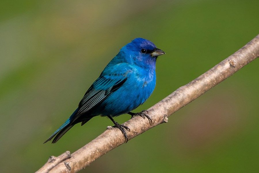 Indigo Bunting