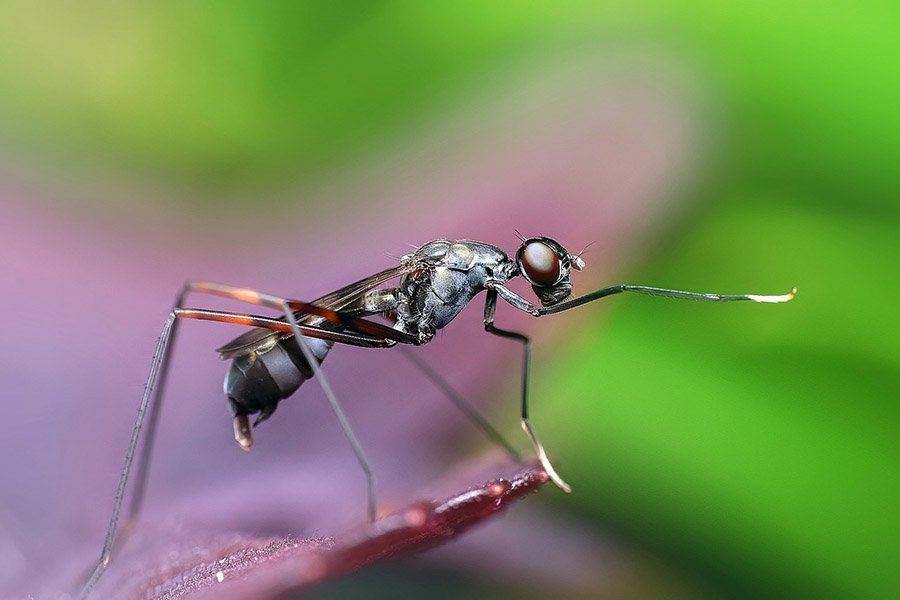 Insects - Ant