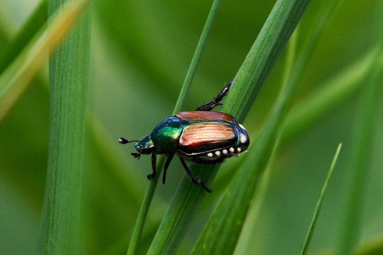 Insects - Beetle