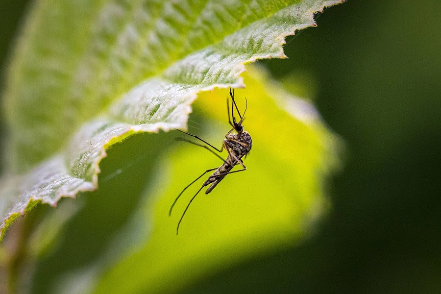 Insects - Mosquito