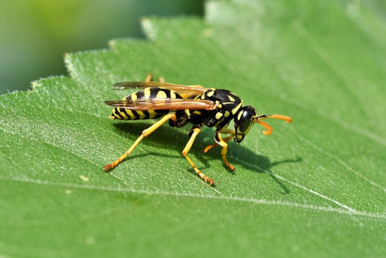 Insects - Wasp