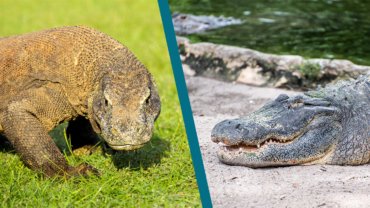 Komodo Dragon vs Alligator - Hero