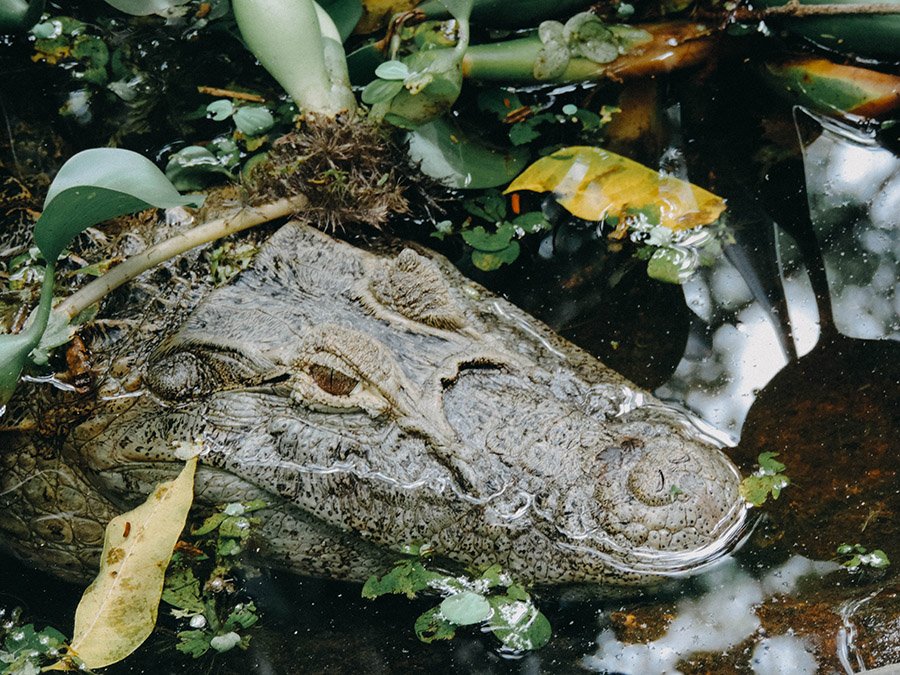 Large caiman