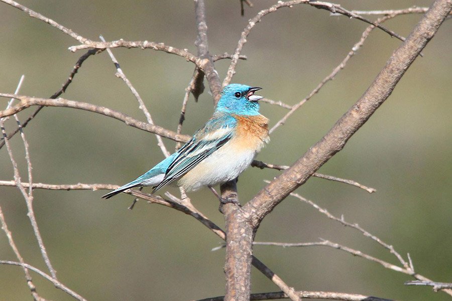 Lazuli Bunting