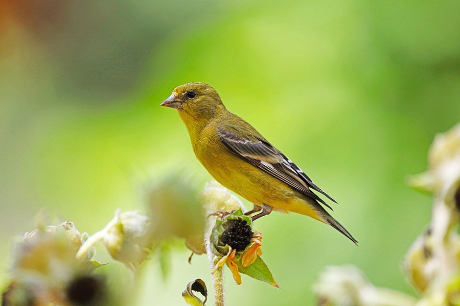 Lesser Goldfinch