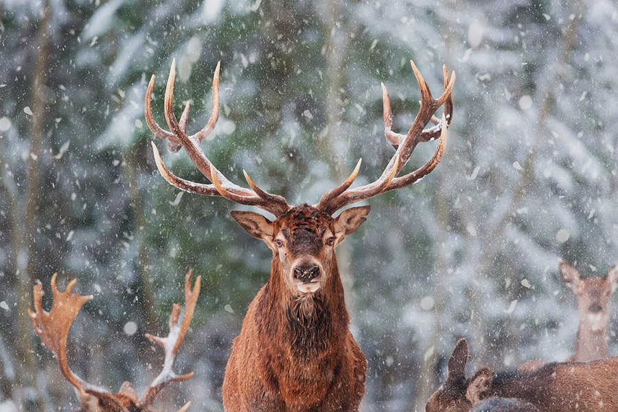 Majestic deer under the snow