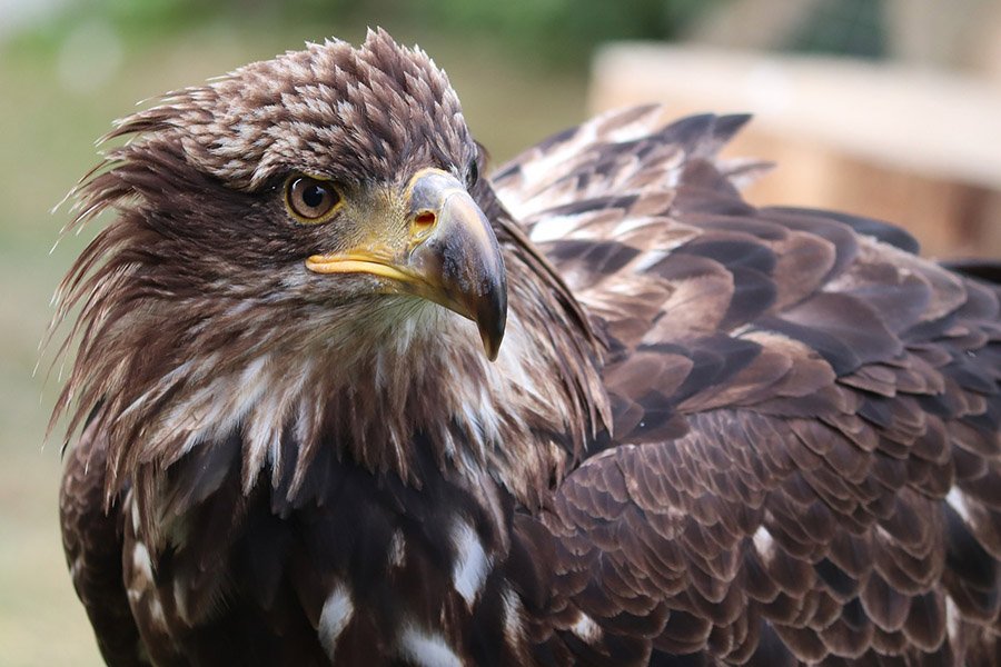 Mexico Golden Eagle