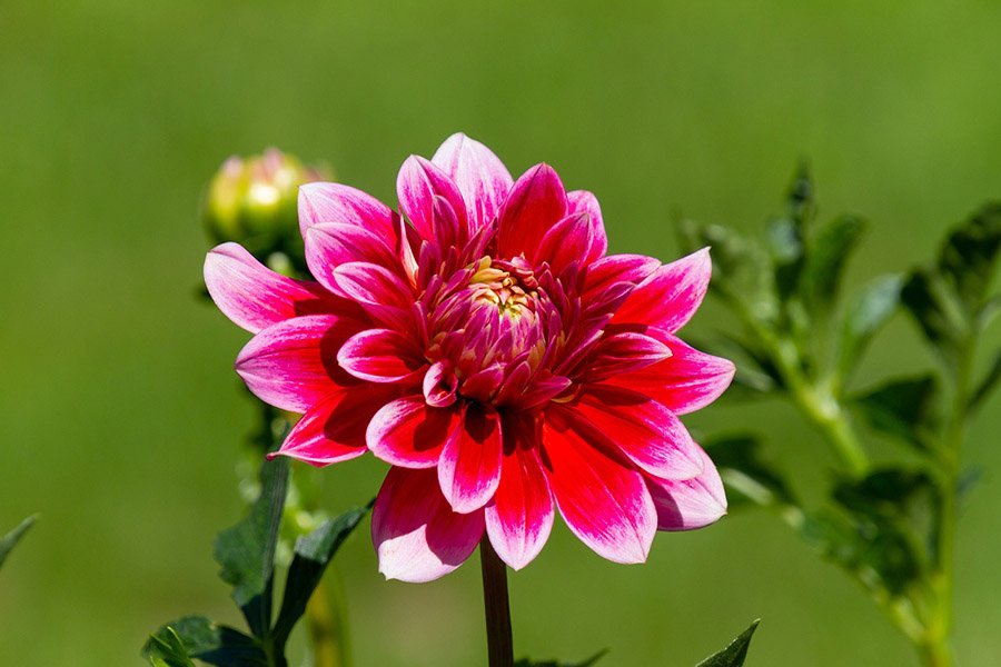 Mexico dahlia