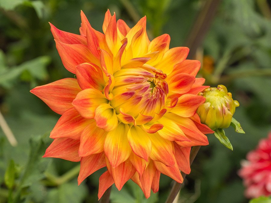 Mexico dahlia