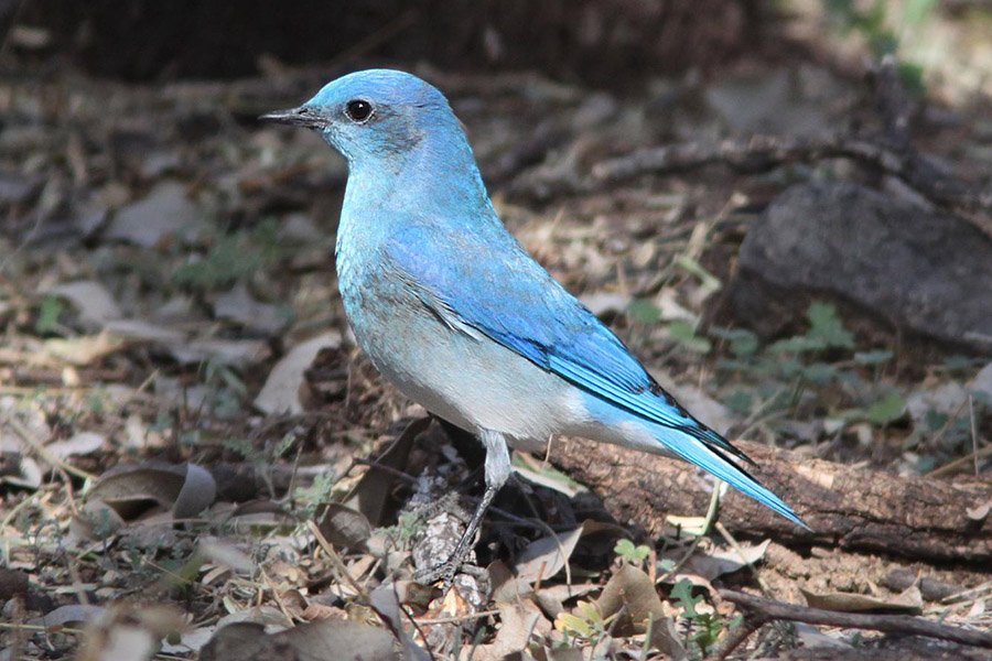 Mountain Bluebird