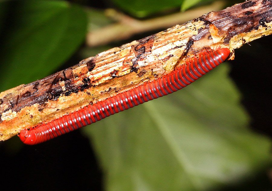 Myriapods - Red Millipede