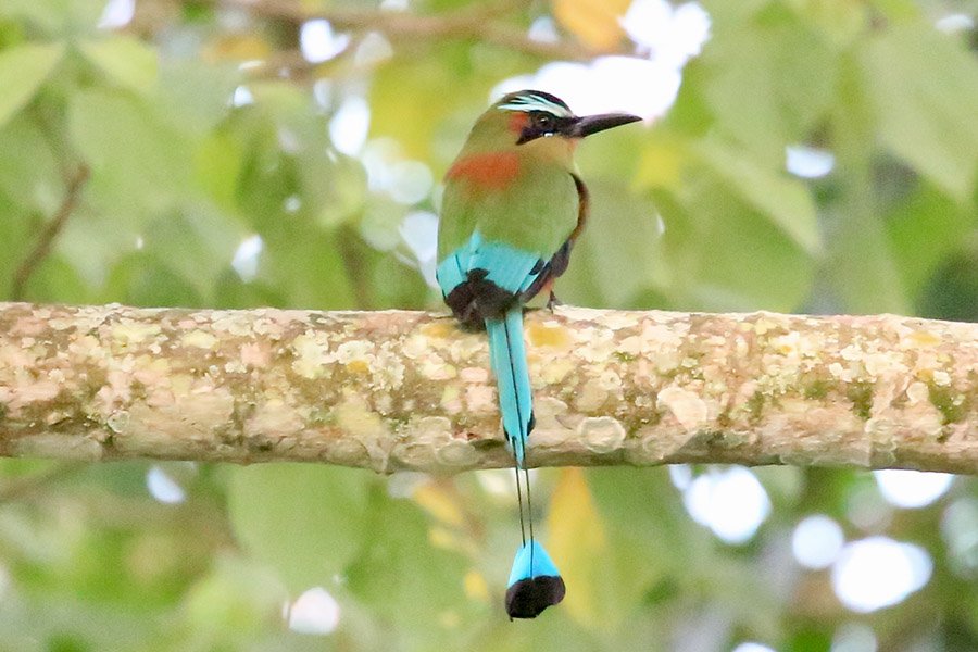 Nicaragua Turquoise-Browed Motmot 1