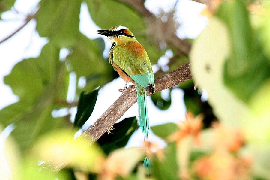 Nicaragua Turquoise-Browed Motmot 2