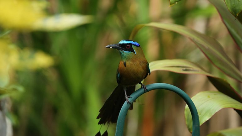 Nicaragua Turquoise-Browed Motmot