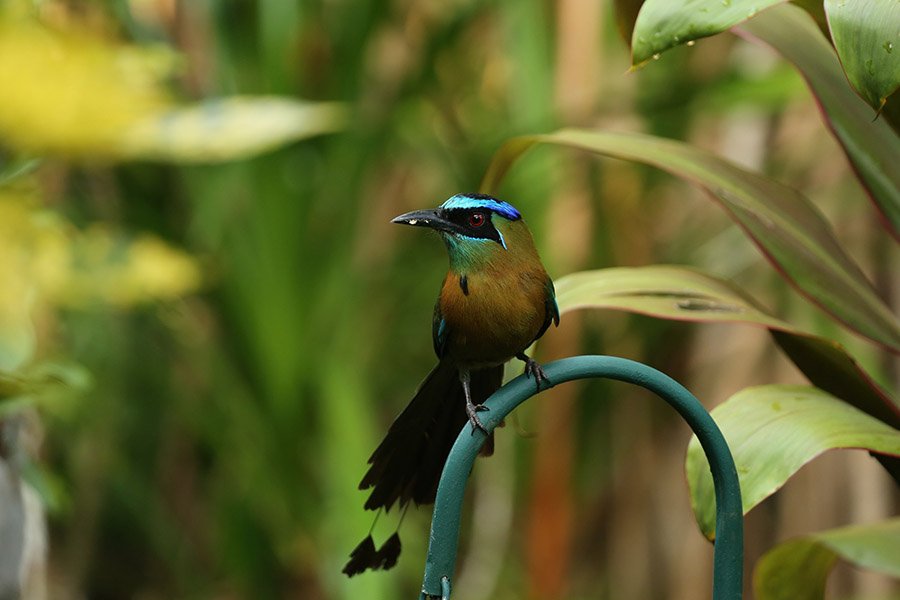 Nicaragua Turquoise-Browed Motmot 